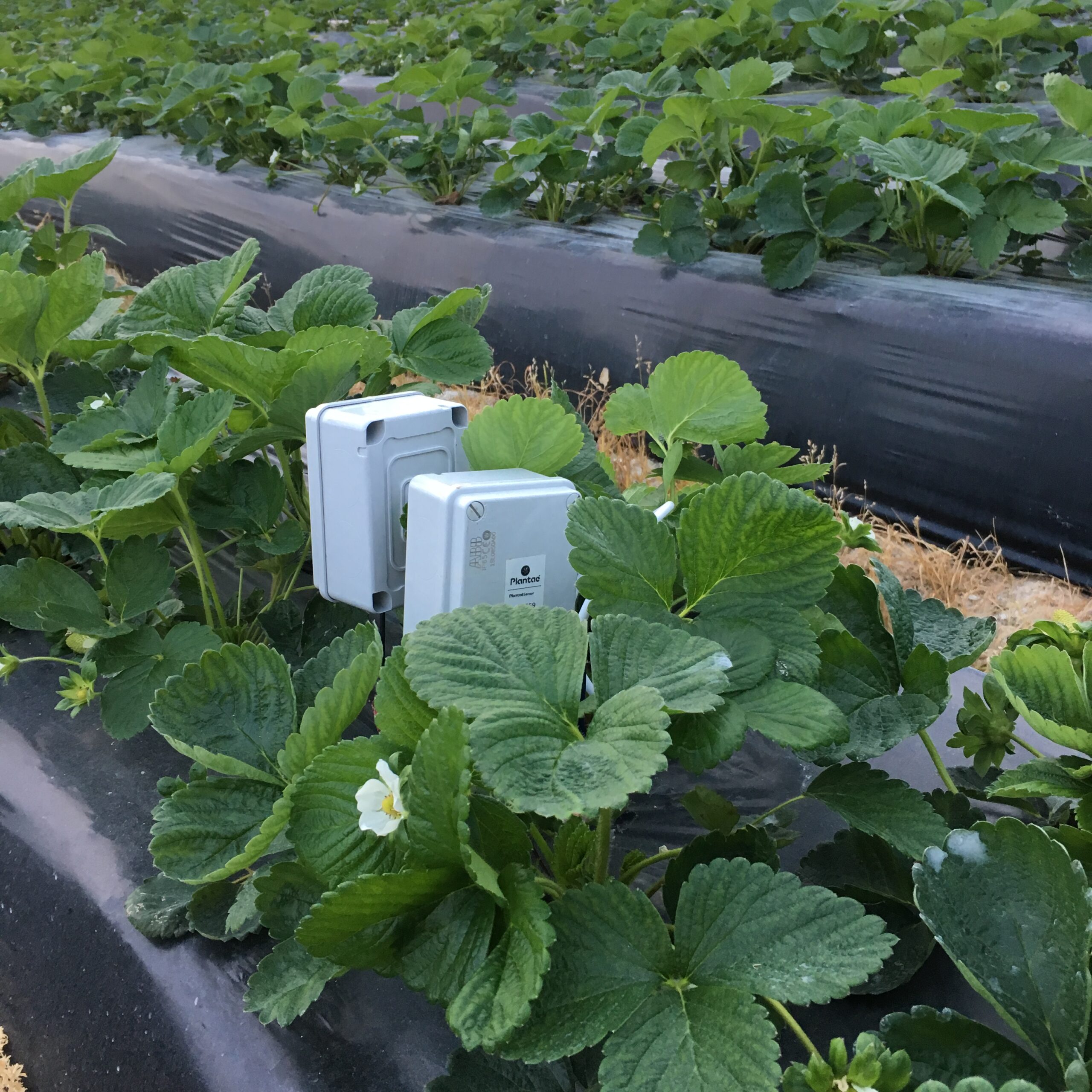 Invernadero de fresa en Torres Vedras