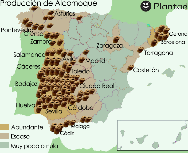 Alcornoque en España