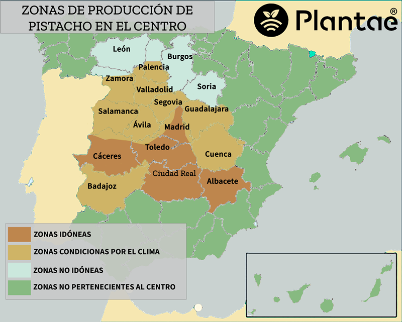 Aove nuts - Pistachos en zona Centro