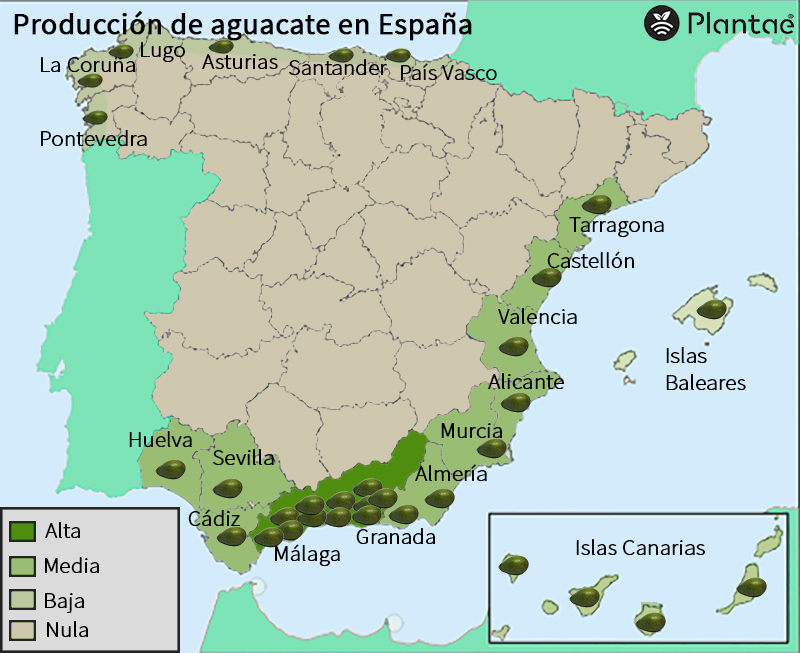 Mapa de aguacate en España actualizado en 2021