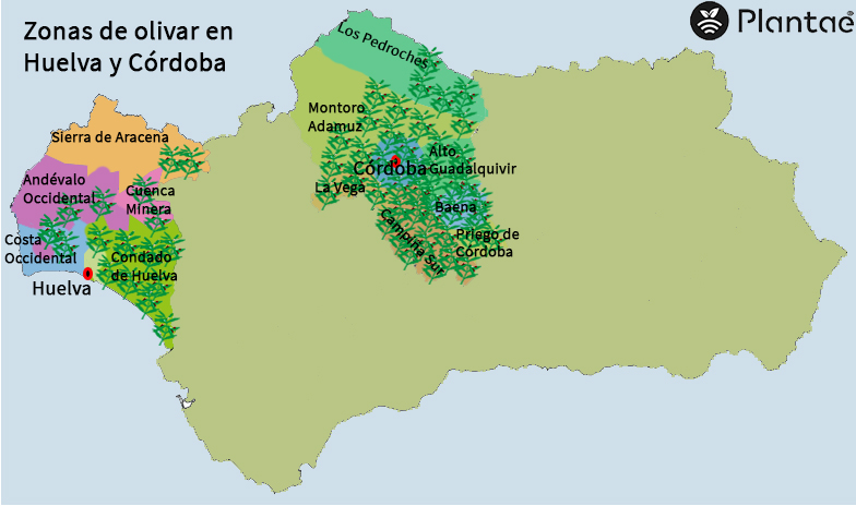 Olivos Córdoba y Huelva