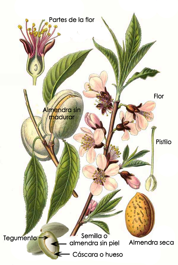Partes de la almendra