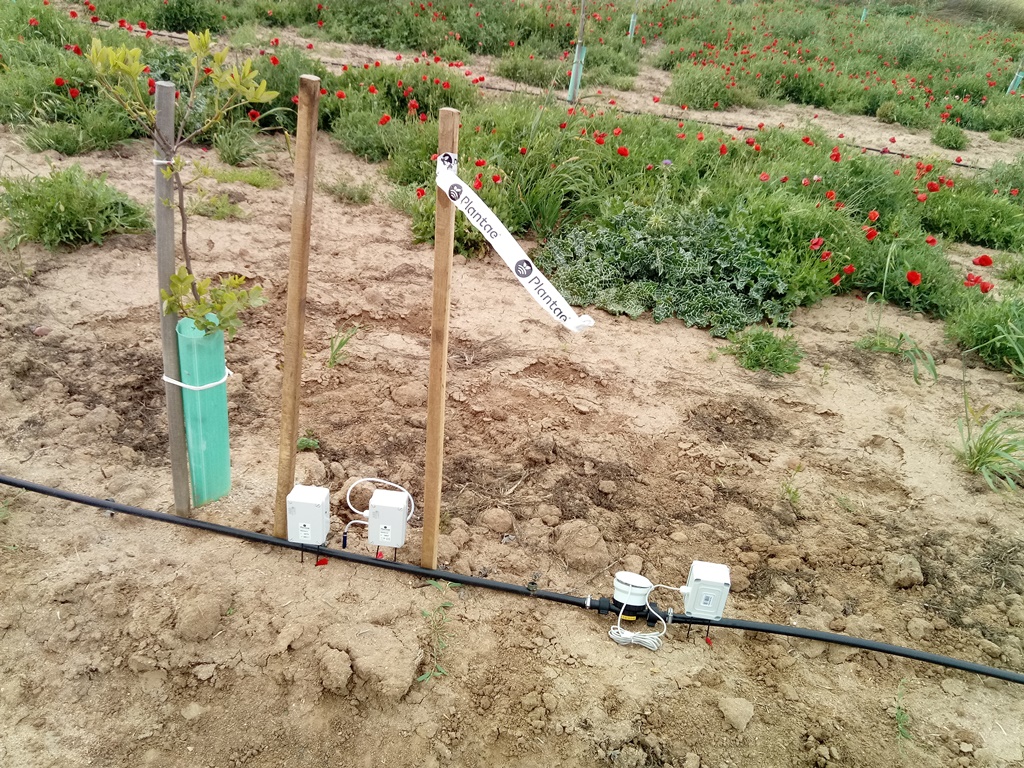 Plantación de pistacho con sensores de humedad y caudalímetro