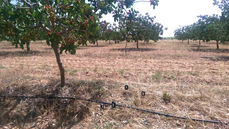 Volvemos al pistacho en una finca de Toledo