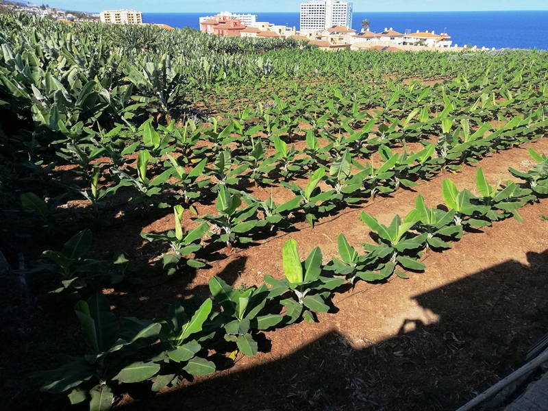 Plantación intensiva de plátanos