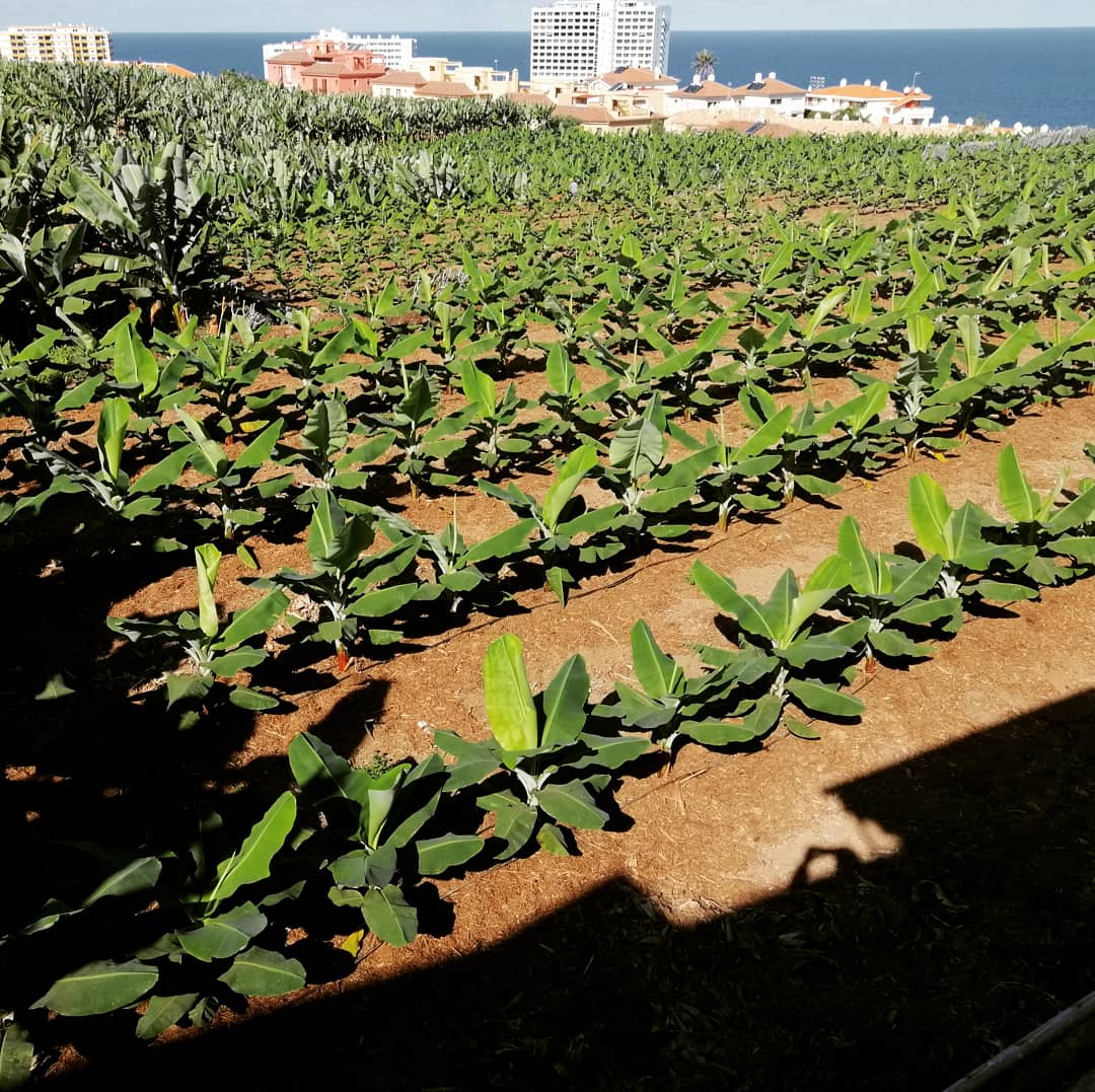 Reforma laboral y la recogida de la fruta