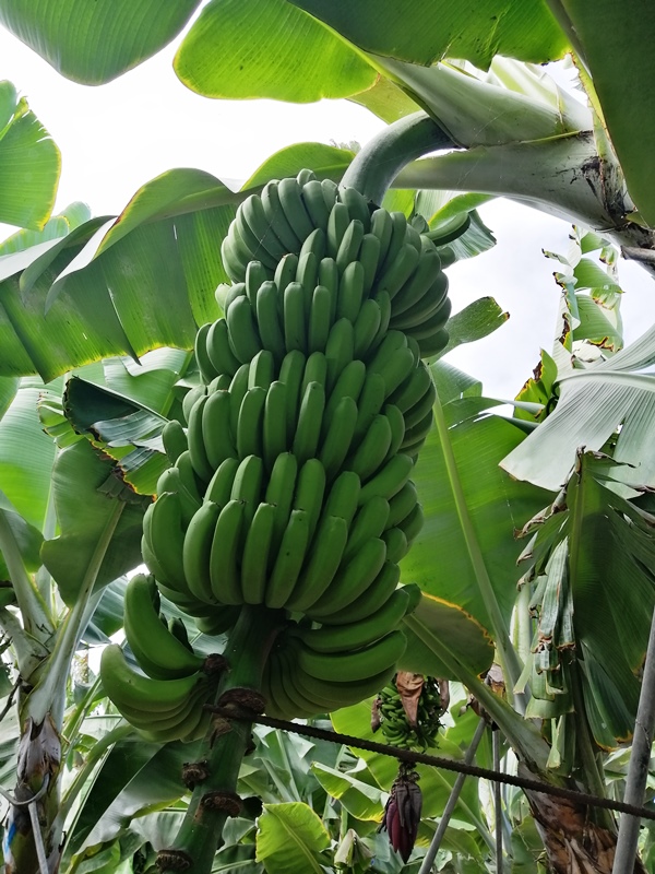 Plátanos de Canarias