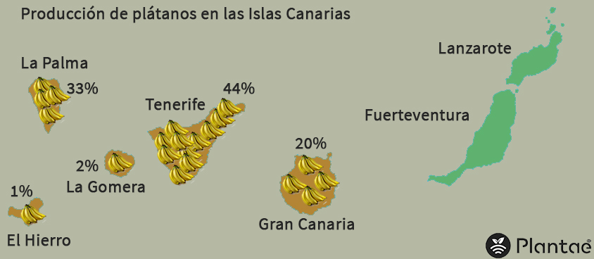 Plátanos de Canarias