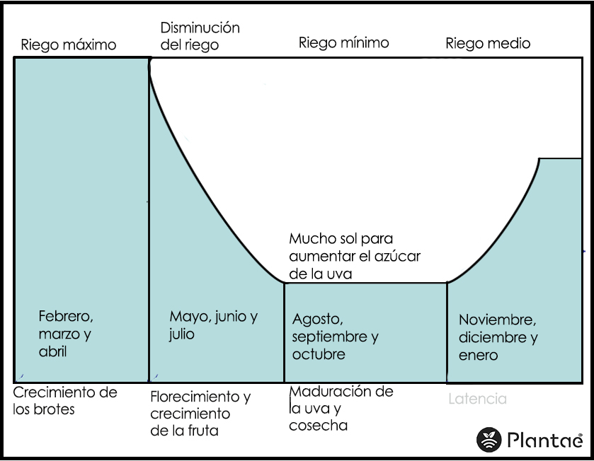 Esquema del riego de la vid