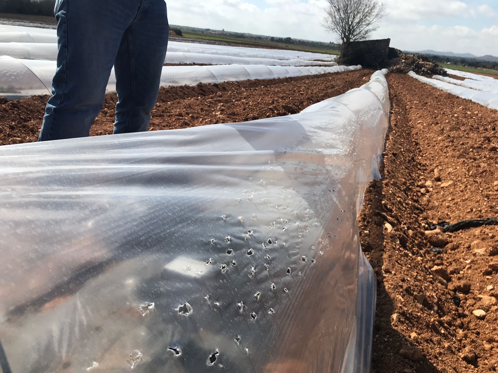 Sensor en riego controlado en sandía