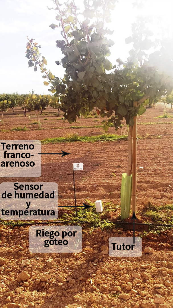 Terreno franco-arenoso para pistacho