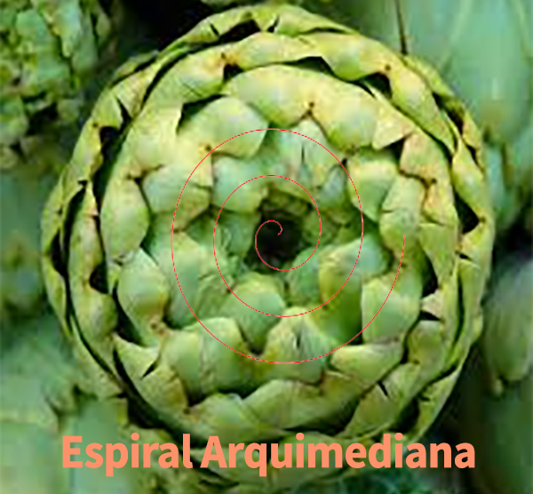 Crecimiento de la alcachofa según curva áurea