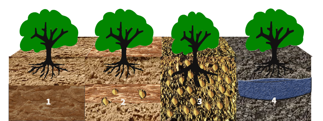 Sistema radicular- Control con sondas y sensores en cultivos