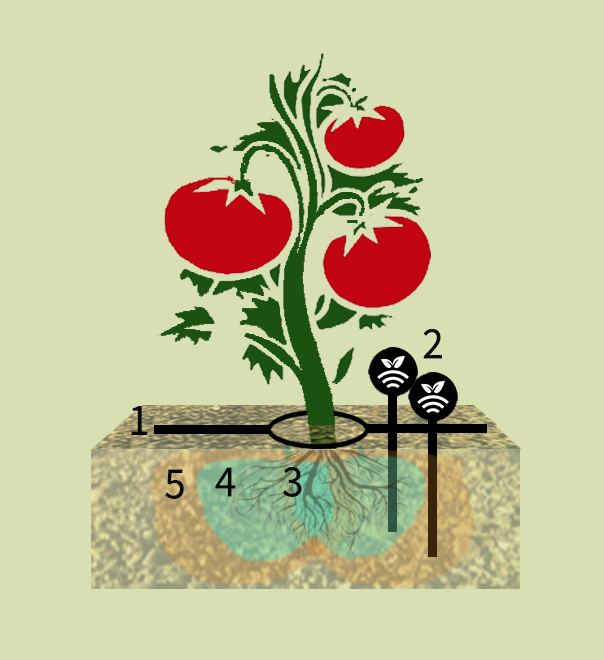 Tomates con riego por goteo controlado por sondas