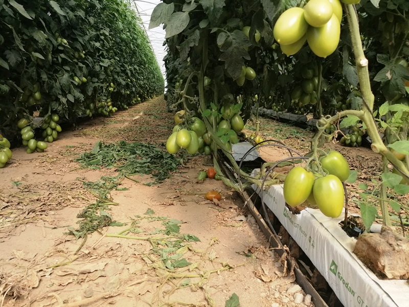 tomate en invernadero hidropónico