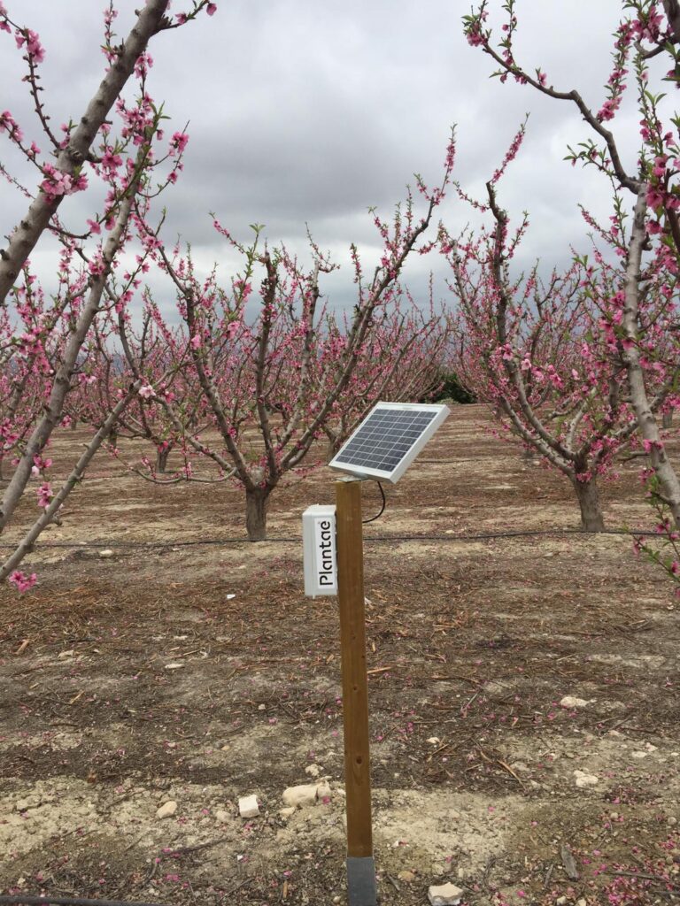 Hub/receptor en fruta de hueso intensiva