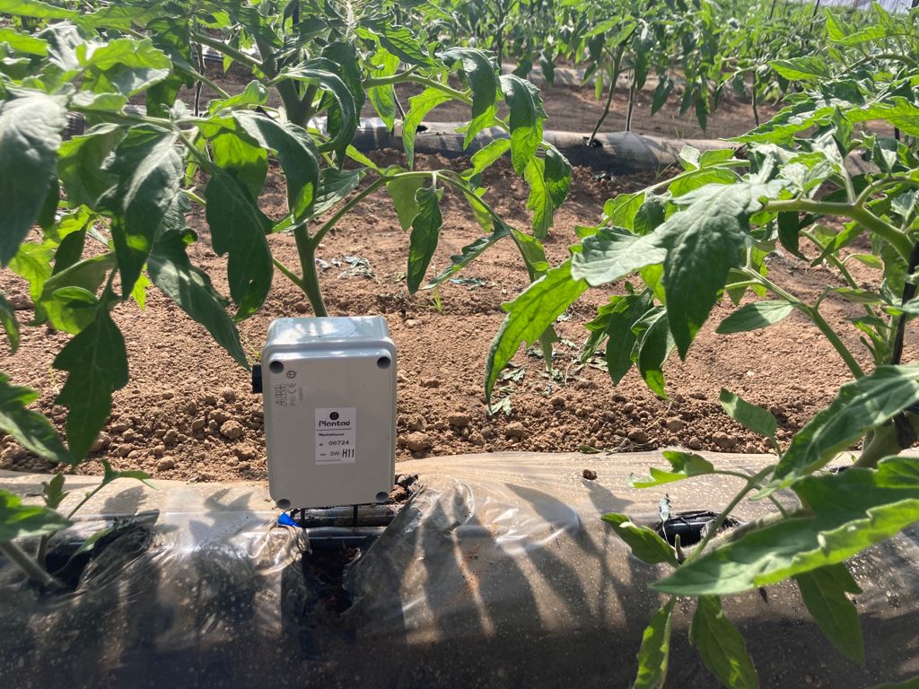 Sonda de humedad en riego hidropónico