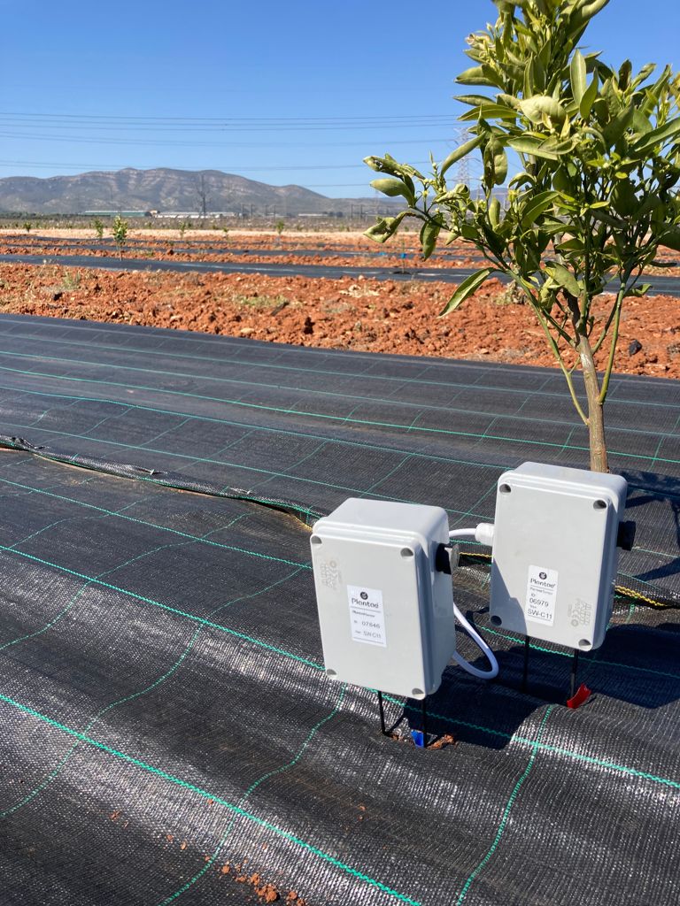 Cítricos en valecia controlados por sensores de humedad