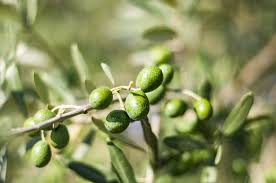 Aceitunas