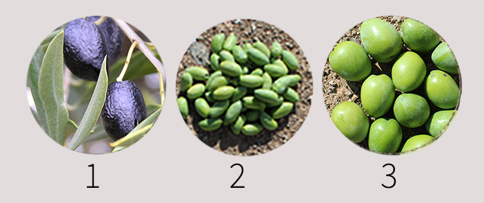 Calidad de las aceitunas