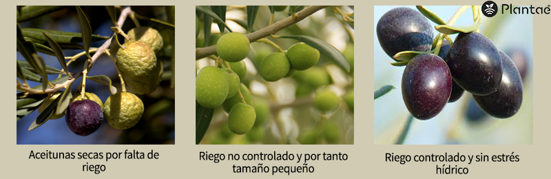Influencia del riego en el desarrollo de la aceituna. 1-Falta de agua. 2-Con estrés hídrico, 3-con riego controlado por sondas