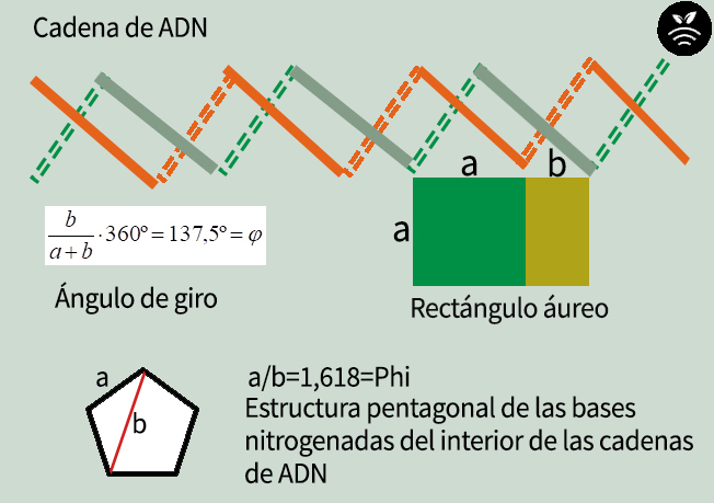 ADN de las plantas con el número áureo