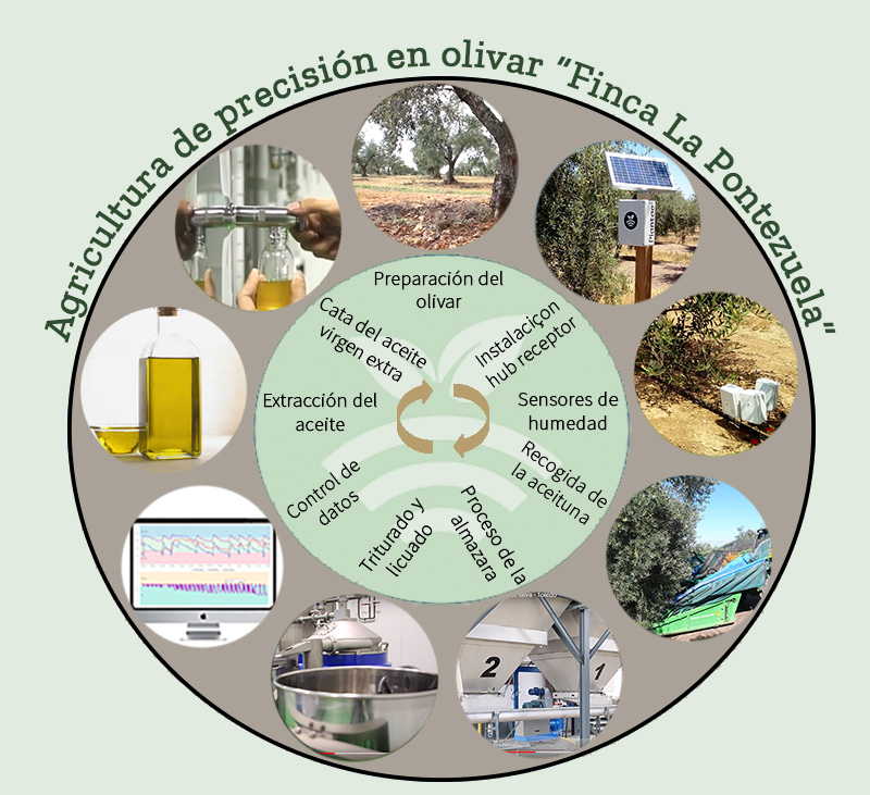 Ciclo de producción del aceite en finca la Pontezuela
