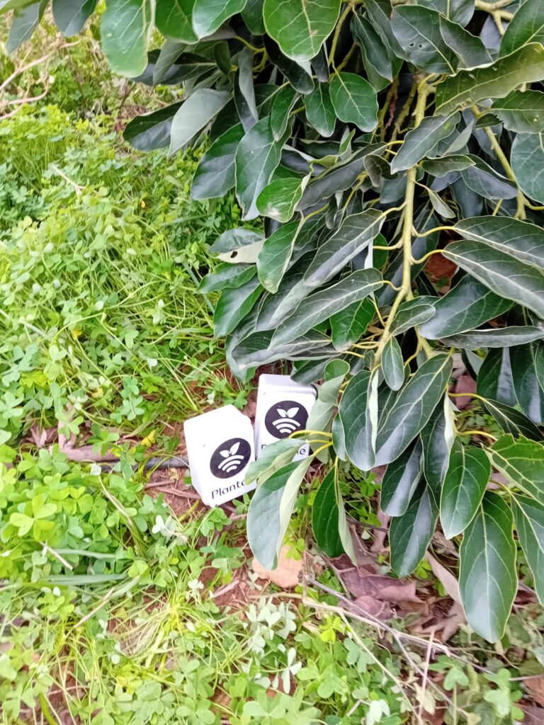 Sensores en aguacate en Valencia