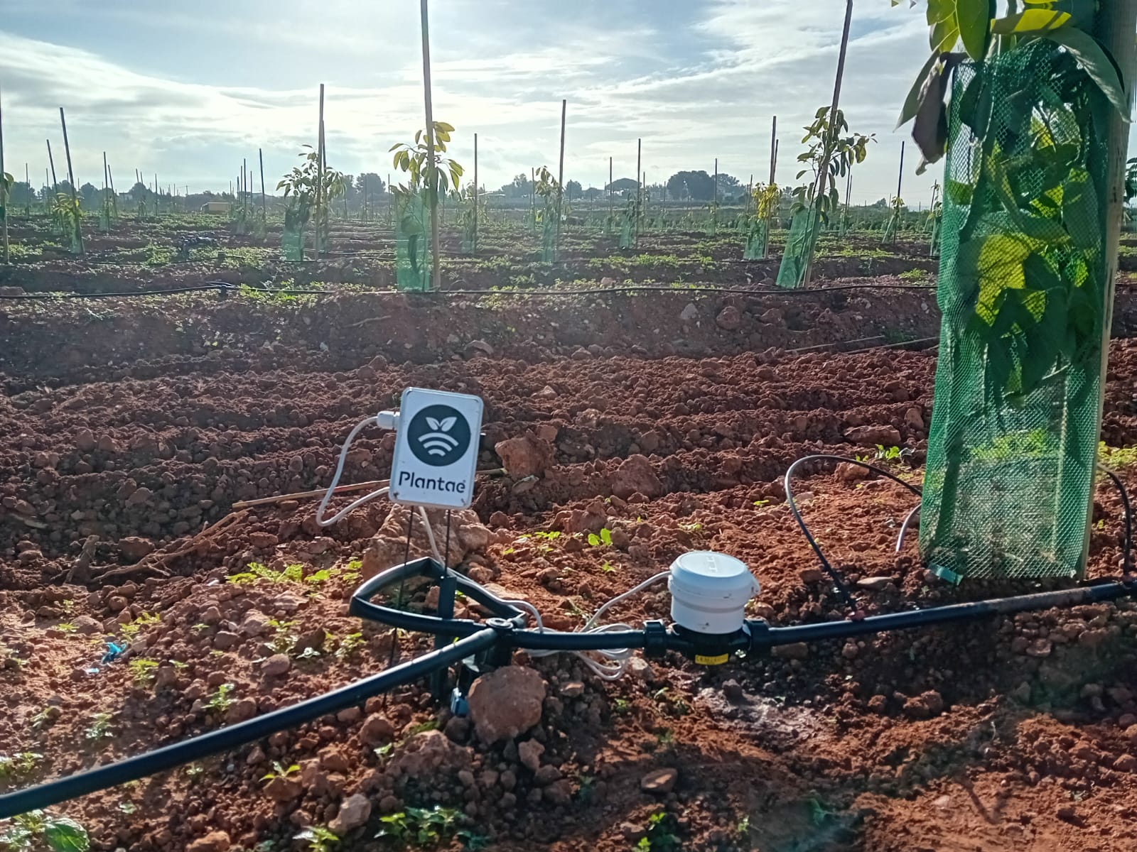 Riego controlado en Aguacate en España con sondas-Valencia