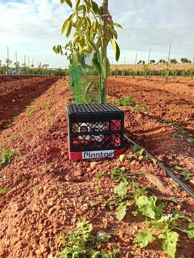 Aguacate en España-Valencia