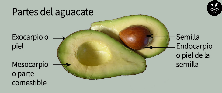 partes del aguacate
