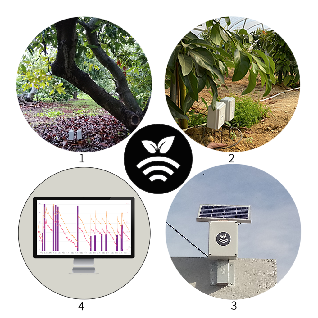 Aguacate-Cultivo tropical