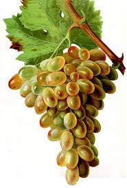 Uvas airen