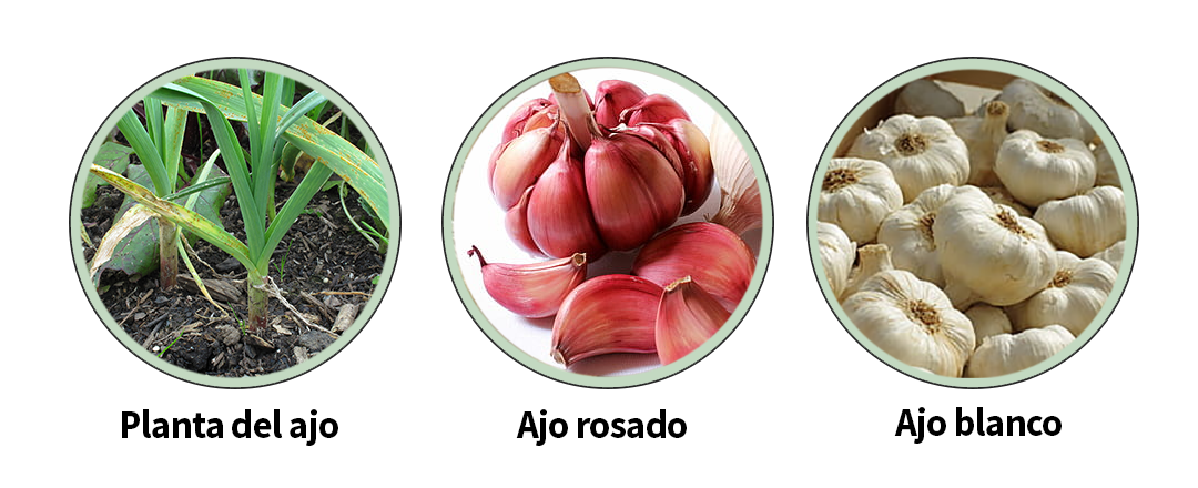 Variedades del ajo en España