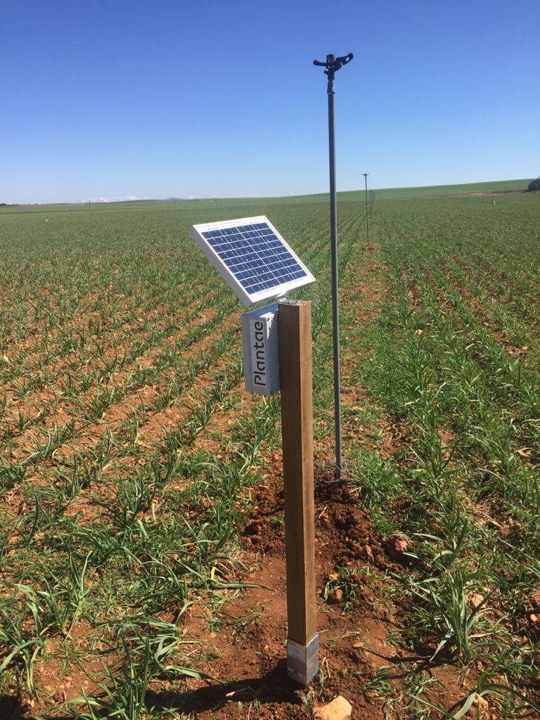 Hub en plantación de ajo