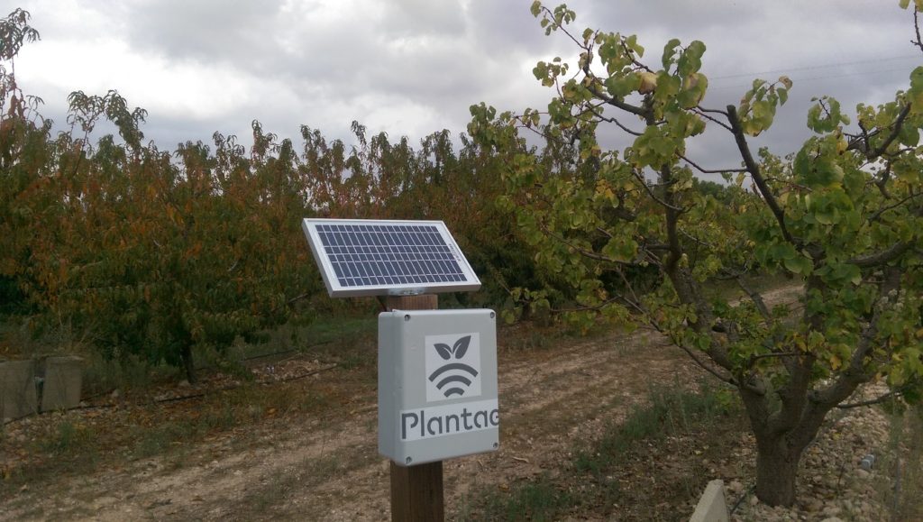 Hub/receptor Plantae