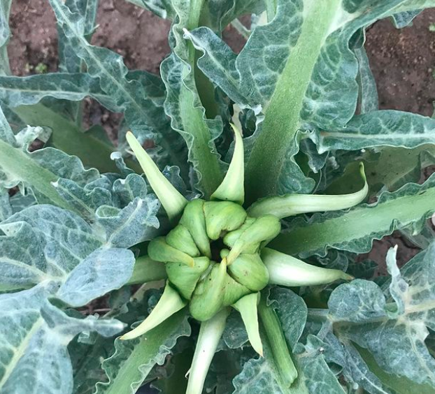 Alcachofa con riego controlado por sensores