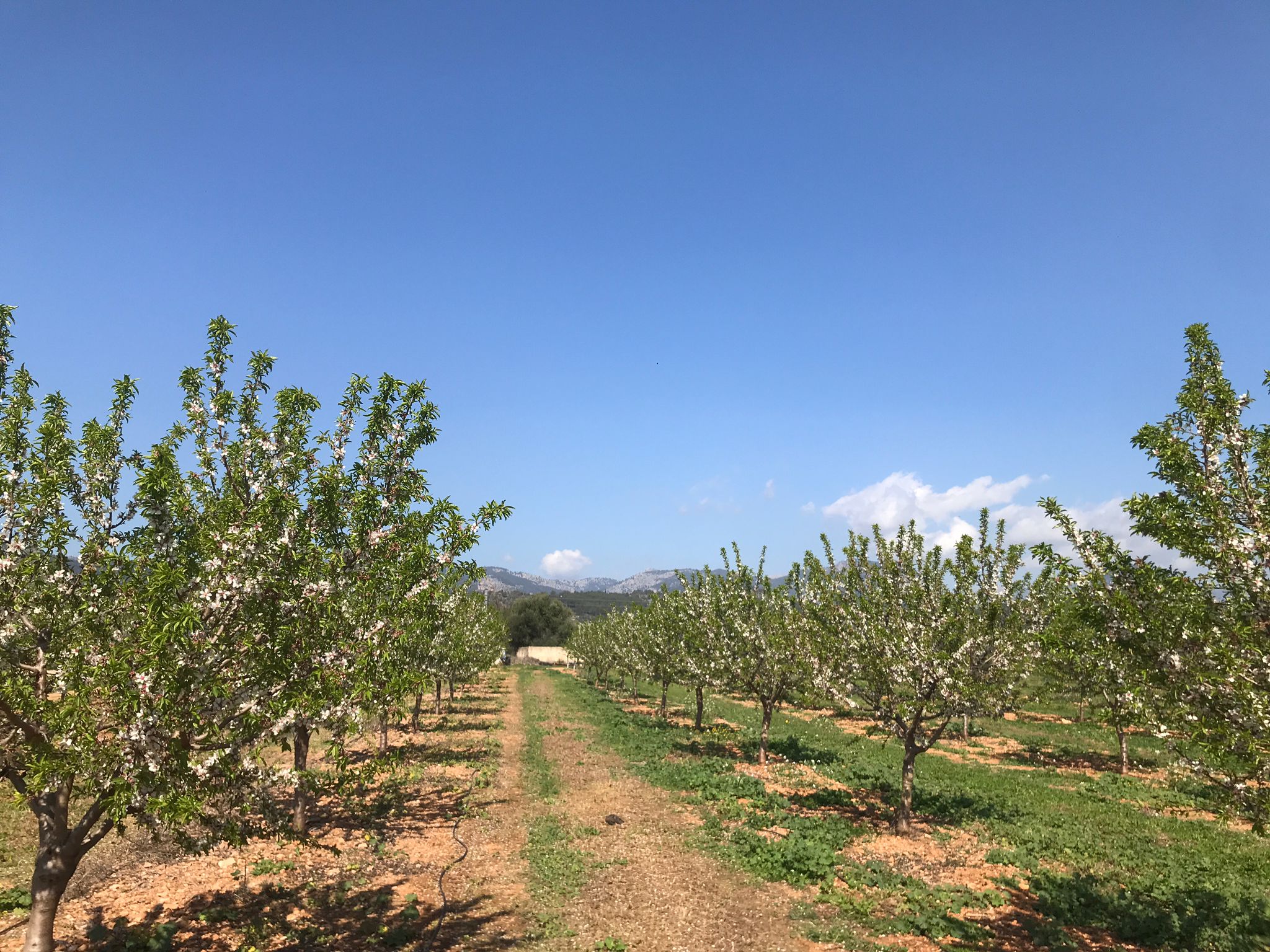 Plantación de almendros en Mallou