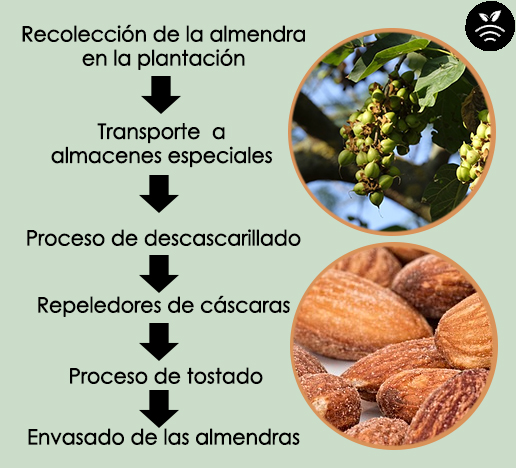 Producción de almendra