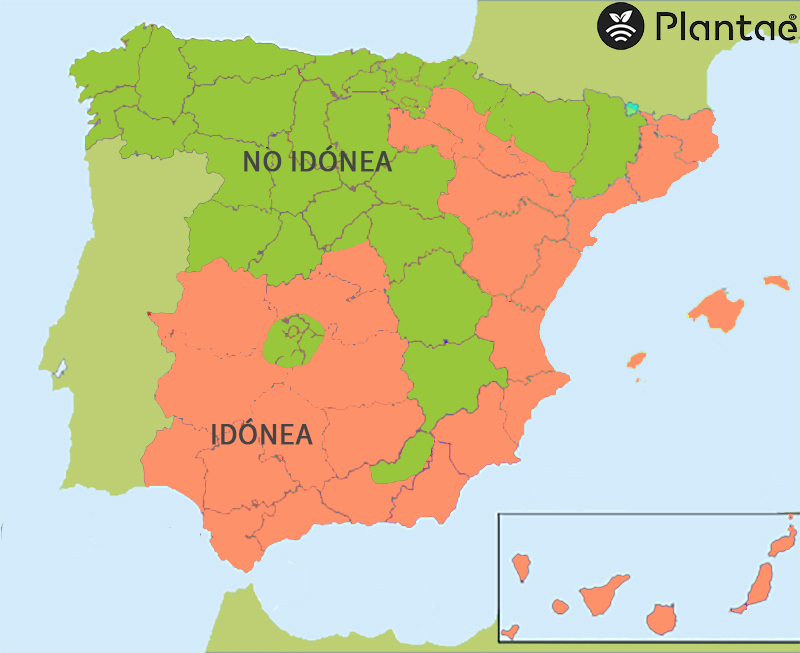 Mapa de calor para almendro intensivo