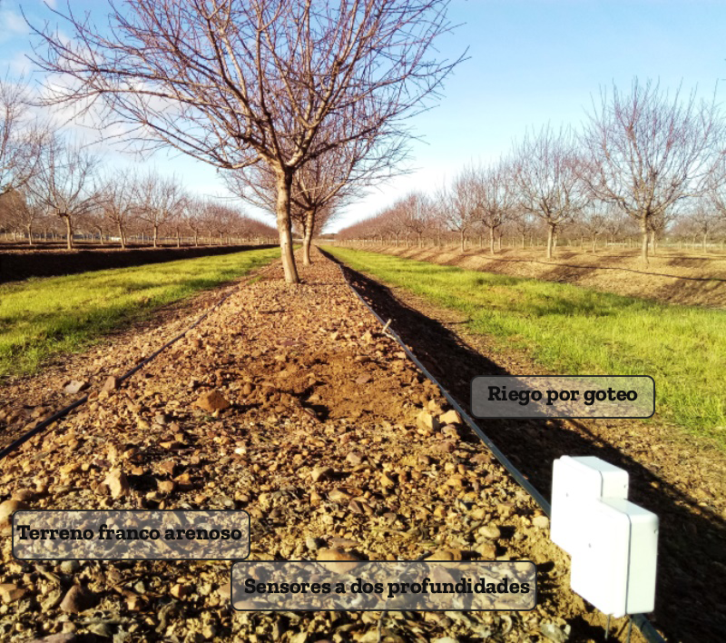 Sensores de humedad en almendros intensivos de Badajoz