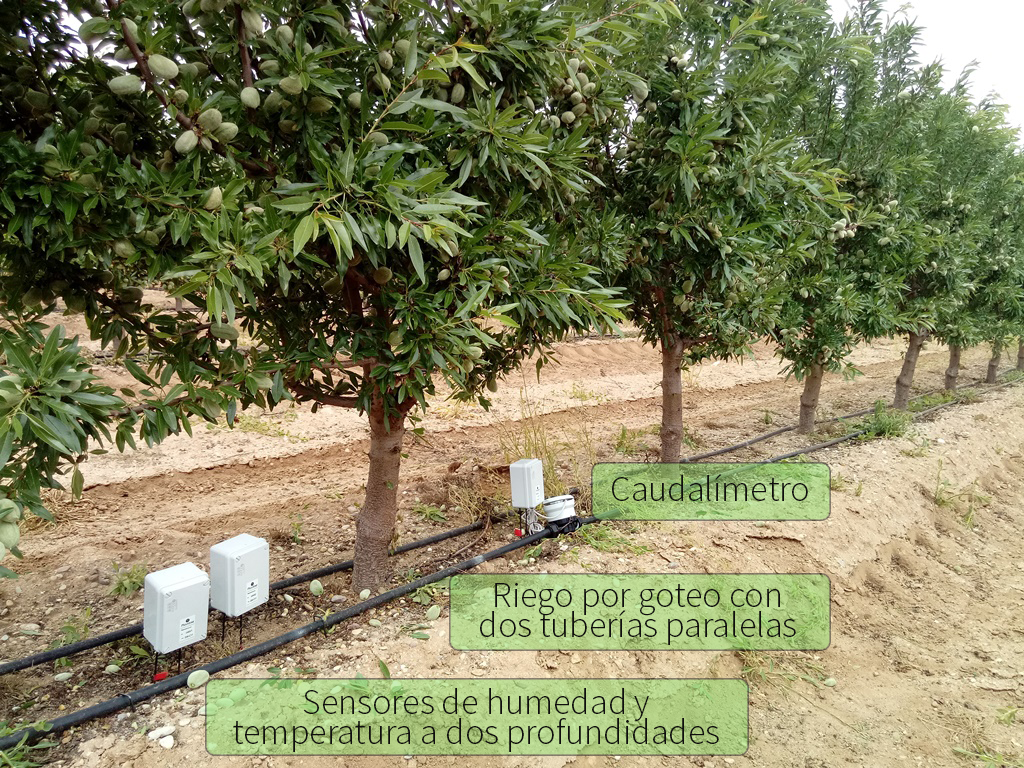 Almendro con riego controlado por sensores