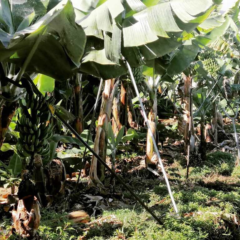 Amarre del platanero