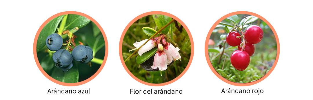 Variedades de arándanos en España