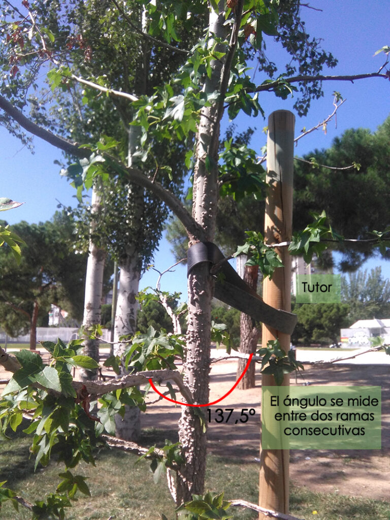 crecimiento con número áureo de las plantas