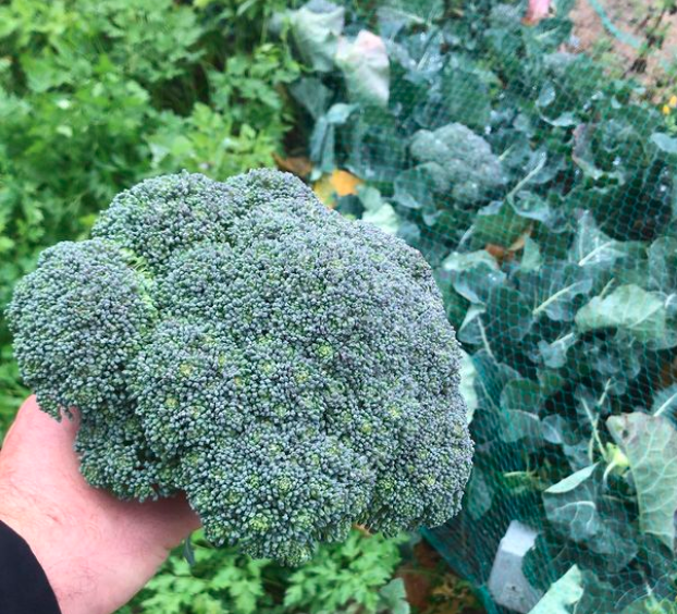 Brócoli cultivado en huerto urbano
