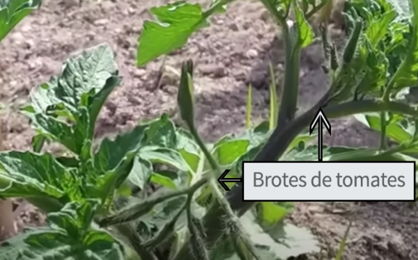 Brotes de tomates