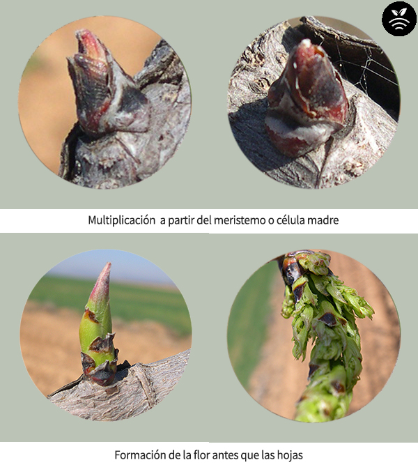 Brotes de flor de pistacho