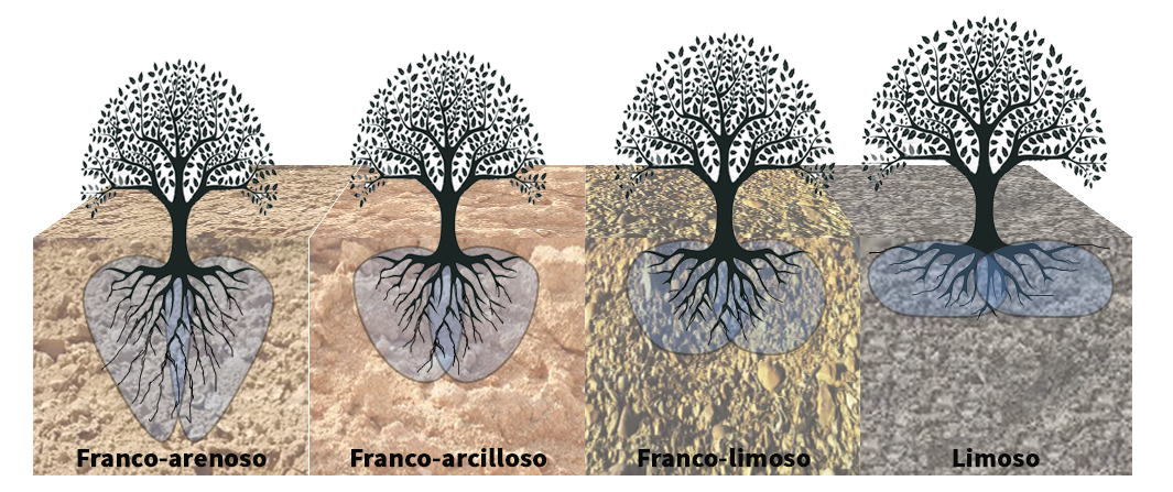 Tipos de bulbos y sistema radicular-Control con Sondas y sensores en cultivos