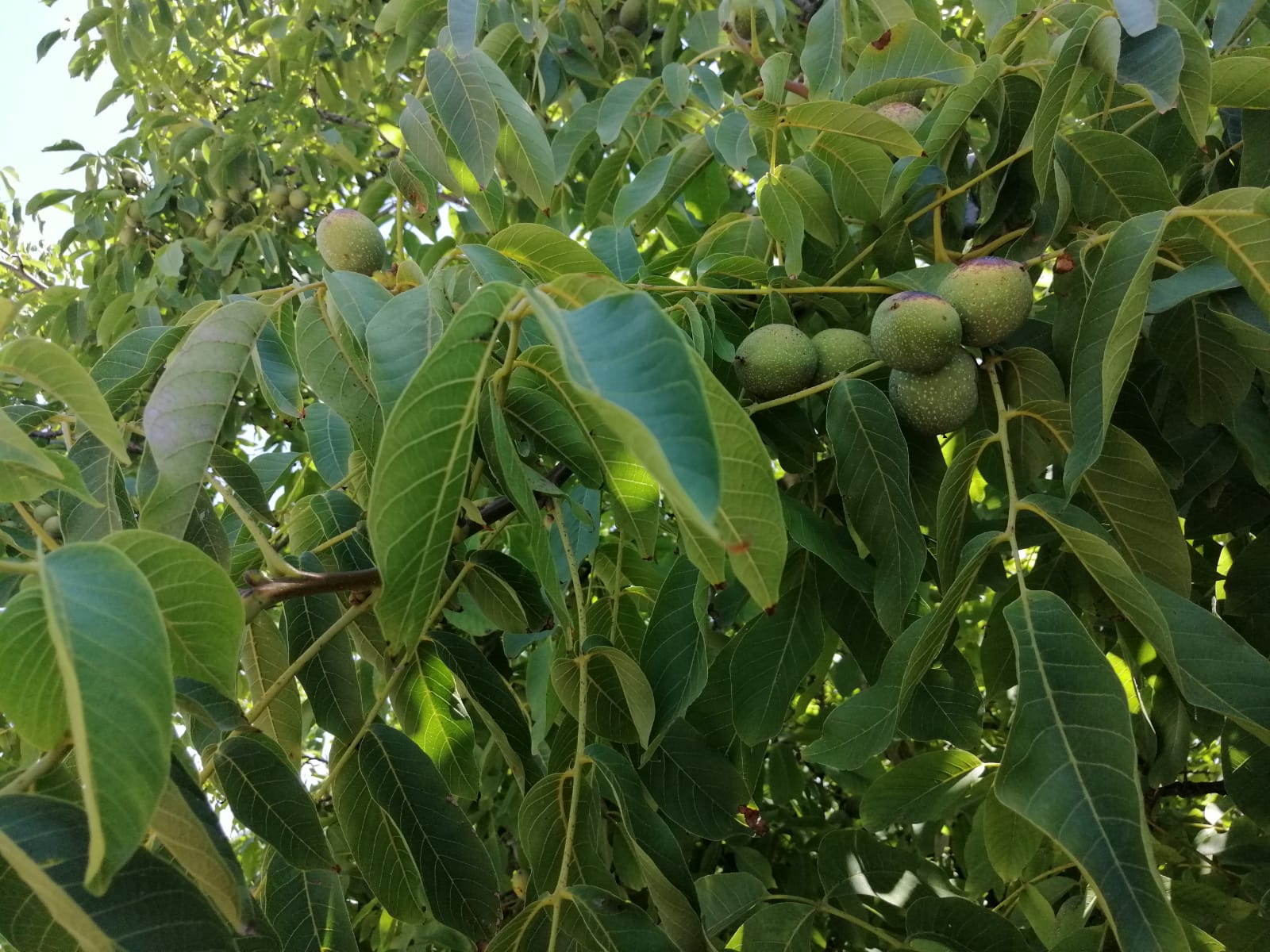 Nueces en maduración